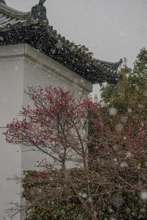 天龍寺～紅梅 - 鏡花水月