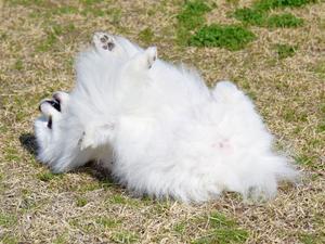 ついに高級品に手を出してしまった - 徒然てんぐさ