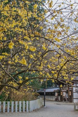 沙沙木神社～蝋梅 - 鏡花水月