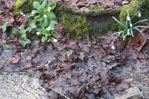 降る雨に登山道に滝・小川のように水流れ野の花咲くラヴェルナの森 テベレ川も上流・中流からほぼ満水 - イタリア写真草子