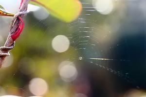 不思議な阿弥陀仏様 - フロリズム♪。*