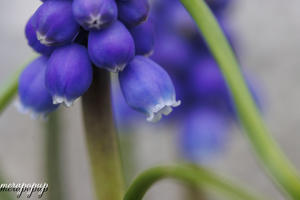 ムスカリ開花1号(^^)v - The blog of meraki　