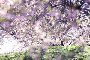 榛の森公園の桜　　 - 四季折々