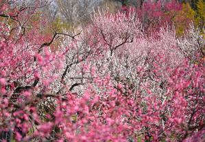 エキサイトブログ２０周年に寄せて - 雲母（ＫＩＲＡ）の舟に乗って