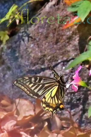 エキサイトブログ20周年に一言 - フロリズム♪。*