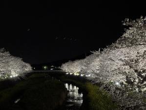 夜桜はあまり好きではない - Ohードキッ！くす