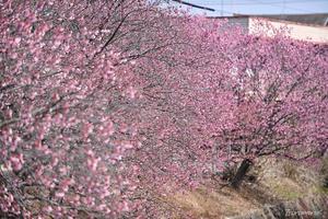 掛川桜を見に - 今日の空+α3