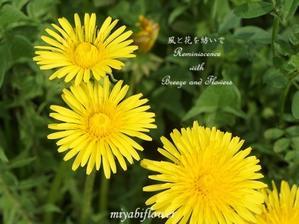 たんぽぽとそっくりさん - 風と花を紡いで