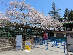 桜が満開を迎えています&#127800; - もの作りの裏側　太陽電機株式会社ブログ