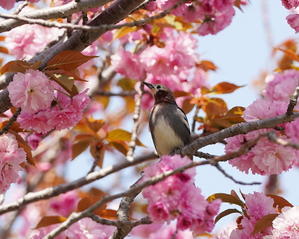 今日の撮って出し！なんと！コムクドリが八重桜に絡んだ！ - シエロの野鳥観察記録