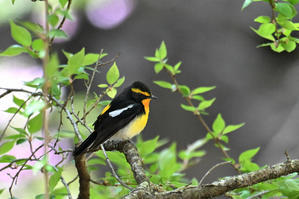 枝垂れ桜の中 ....キビタキ（I） - 新　鳥さんと遊ぼう　