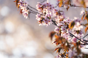 飯山市　長峰スポーツ公園の桜 - 野沢温泉とその周辺いろいろ２