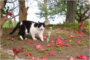 椿の花が咲いてた頃 - 4にゃん日記＋