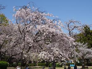 さくら近隣公園の桜 - 彩の気まぐれ写真