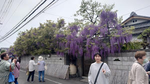 熊野街道信達宿のふじまつり - のんここっこぼんこ
