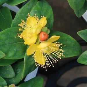 「花」　コボウズオトギリ - ワイン好きの料理おたく　雑記帳