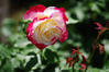 生きる。撮る。 - 港の見える丘公園　薔薇　１