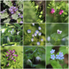とべるね - 里山の花たち