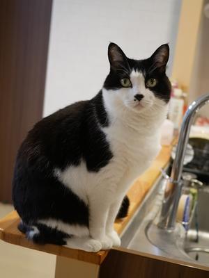 猫のお留守番 ころたくん編。 - ゆきねこ猫家族