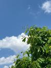 いくらどんぶり･めかぶのせ。 - 先日、お散歩してきた時の写真。