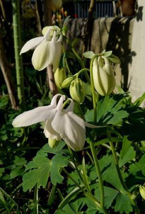 コラボの花束 - まさかり半島日記