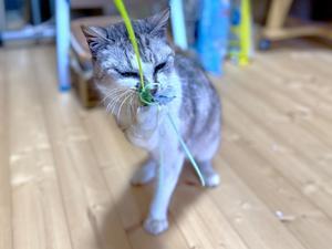 いいところも悪いところも包み隠さず - 徒然てんぐさ