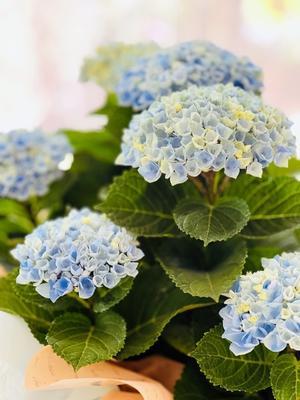 母の日 - 陽だまりcafe