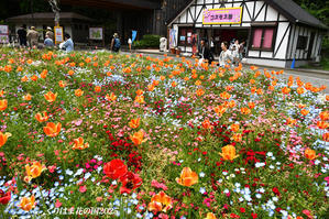 ポピー・ネモフィラまつり 『くりはま花の国2025』② - 写愛館