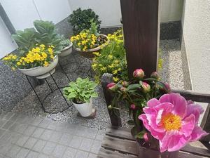 母の日に芍薬のブーケとケーキ - てぶくろ