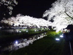 5年ぶりの野川の桜ライトアップ - のび丸亭の「奥様ごはんですよ」日本ワインと日々の料理