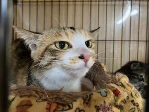 5月17日(土)保護猫カフェWISH開催します。 - 青梅にゃんにゃん・サークル「WISH」