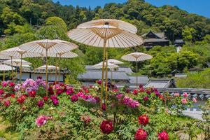 奈良長谷寺②～牡丹と新緑 - 鏡花水月
