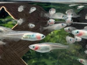 マルプーと保護猫たち＆時々メダカ(^^♪