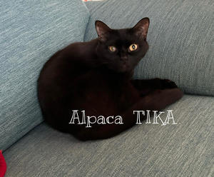 アルパカ専門店Ｔ’ＩＫＡ