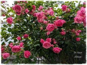 La rose 薔薇の庭