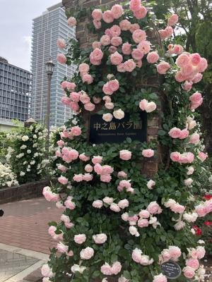 中之島公園の薔薇 - おうちやさい