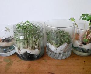 蕎麦の芽やブロッコリーの発芽状況。 - 光も影もおいかけて