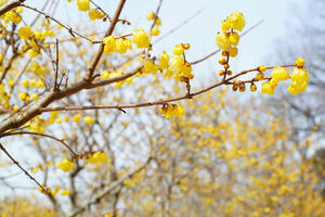 宝登山 -Super Takumar- - 日々是或不阿２