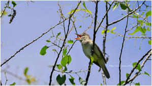 一人舞台 「トリ」 @ XF500mm F5.6 R LM OIS WR + XF2X TC WR - ルリビタキの気まぐれPATA＊PATA