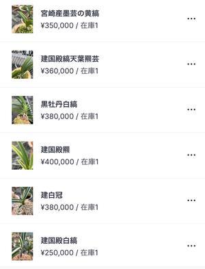 ウェブショップ - 　■　サムライ オーキッド　■   　富貴蘭 セレクトショップ　　　          MAIL　samuraittt@gmail.com