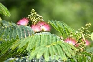 ネムノキ　マックス君の背中ｱｯﾁｯﾁ - 前を向いて「ひまわり」