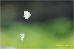 モンシロチョウ - 今日のいちまい
