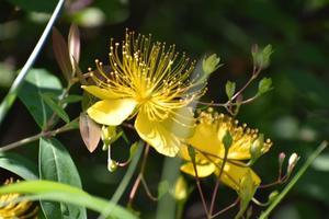 ﾌﾟﾘﾝﾀｰは繋がった　（ﾋﾞﾖｳﾔﾅｷﾞ･ｷﾝｼﾊﾞｲetc） - 前を向いて「ひまわり」