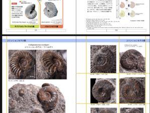 図録「北海道のアンモナイト〜チューロニアン編」完成間近!? - 化石のはなし
