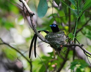 今シーズン4か所目のサンコウチョウ♂ - シエロの野鳥観察記録