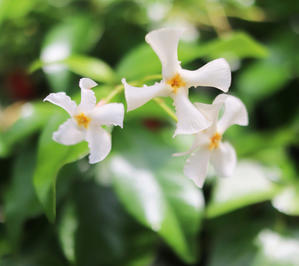 「おうちで ちょっと ごちそう」講座 - とべるね