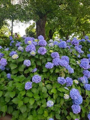 2025/5/30-6/12：多摩川台公園あじさい満開、臭い浮世絵、妖怪アクスタ、将門の影武者、黄表紙断片、岡吠えは変な声のこと、絵金まつり、若きポーランド、白衣の凱旋 - 揺りかごから酒場まで☆少額微動隊