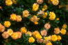 写真とパピオン大好き３ - さいたま市　与野公園の薔薇2
