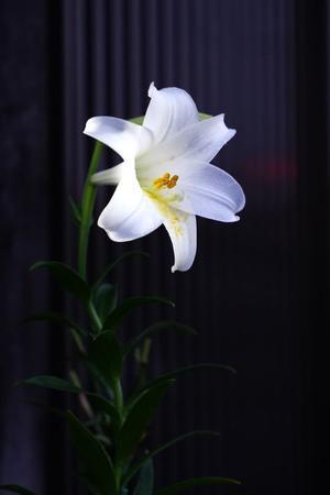 夜の白百合 - きずなの家創り