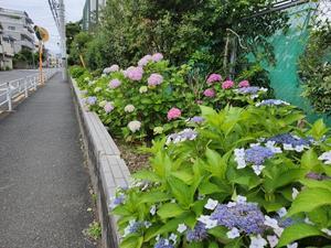 土佐婚倶楽部